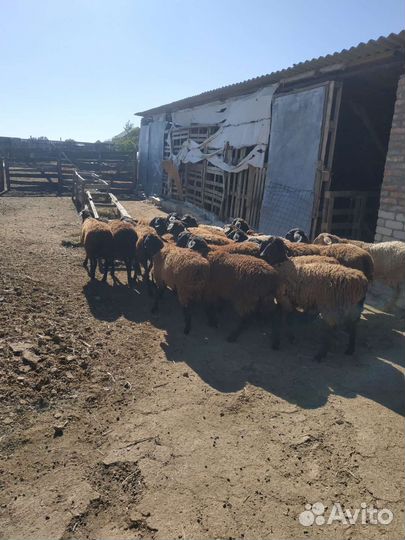 Овцы бараны ягнята