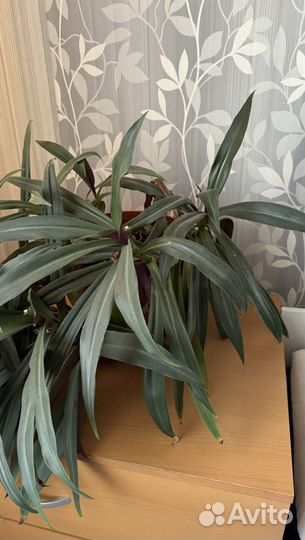 Рео цветок растение