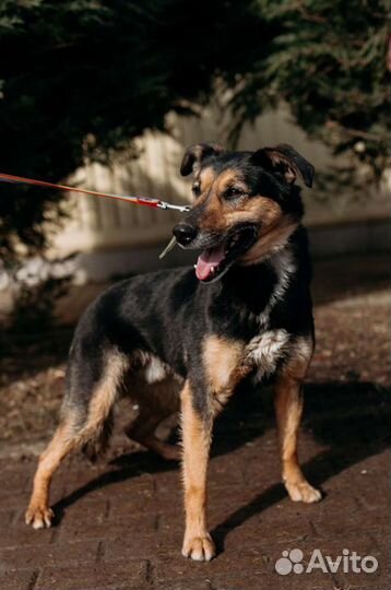 Собака в добрые руки