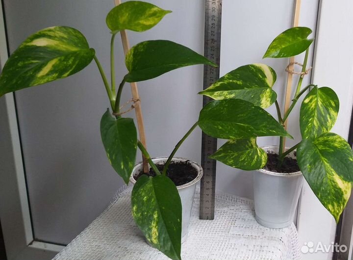 Сциндапсус золотистый