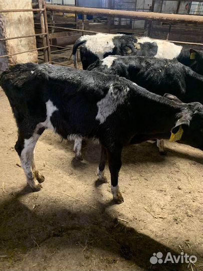 Бычки и телята