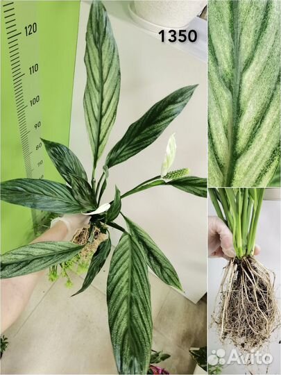 Делёнки, Спатифиллум вариегатный Сильвер Купидо