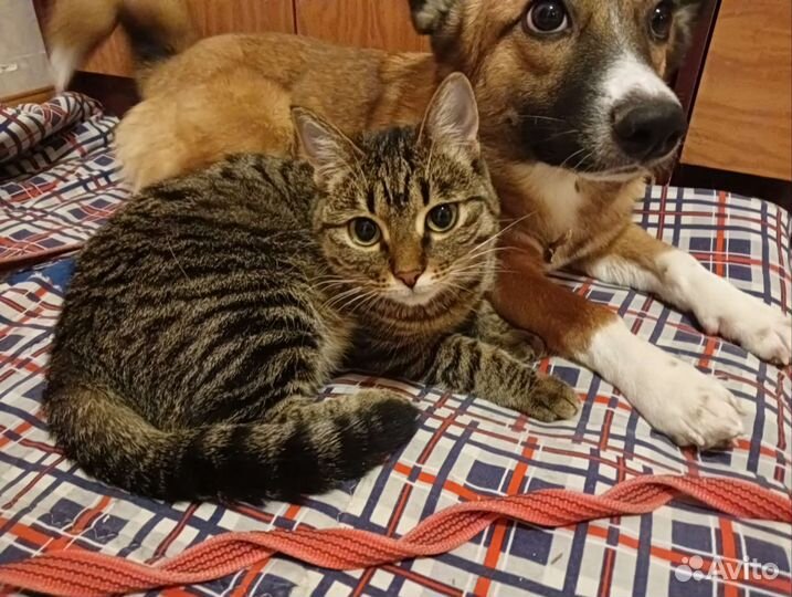 Зеленоглазая кошечка