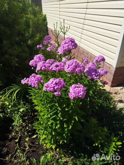 Флоксы сортовые