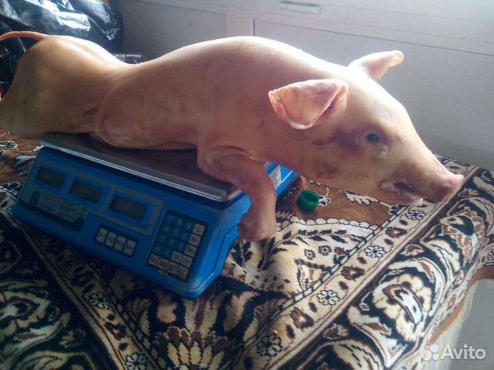 Молочные поросята