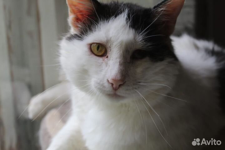 Черно-белый кот