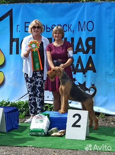 Услуги Хендлера