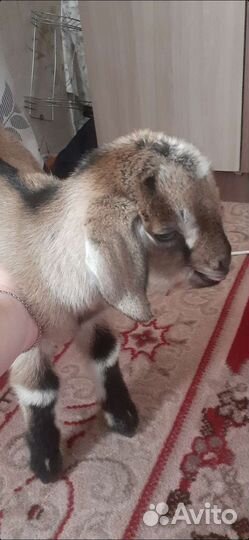 Козы,козлята