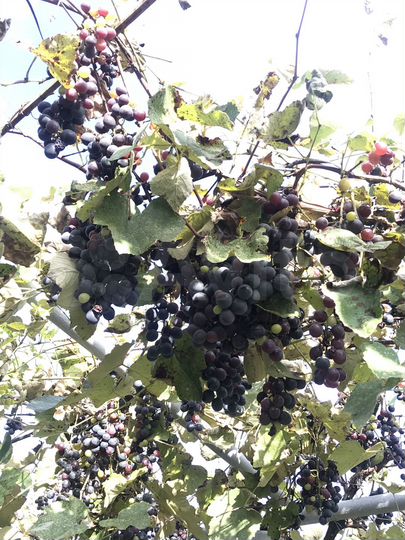 Дом 59,5 м² на участке 8 сот.