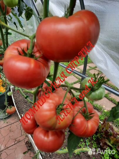 Семена коллекционных сортов томатов и перца