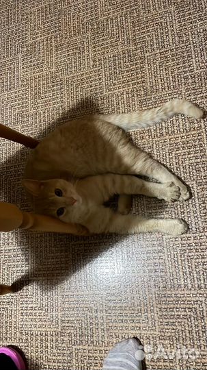Кот