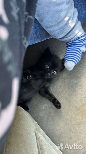 Котенок мальчик