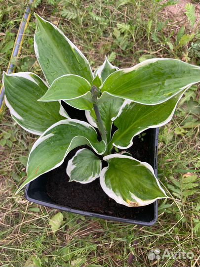 Хосты, лилии в наличие