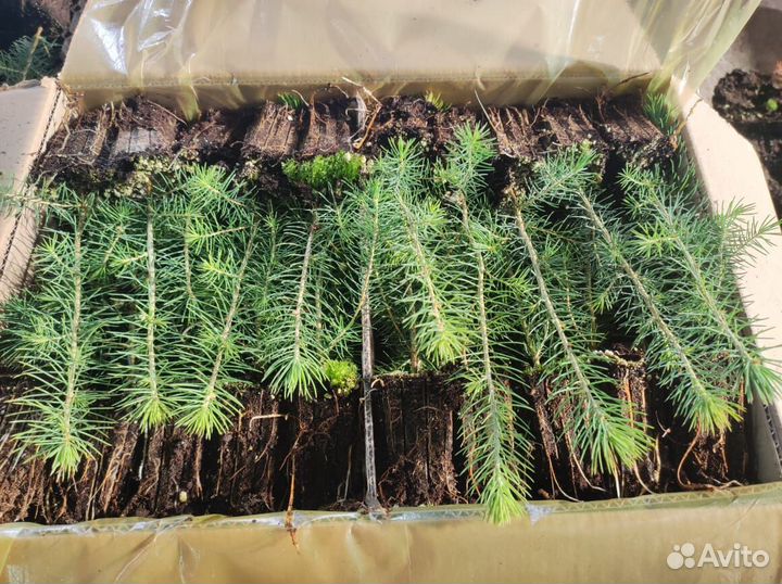 Саженцы ели зкс в розницу