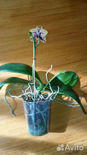 Орхидея фаленопсис