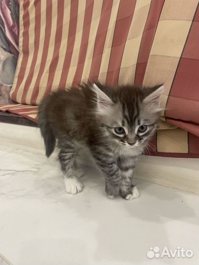 Милая кошечка