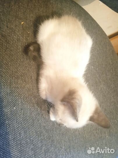 Кошка в дар бесплатно