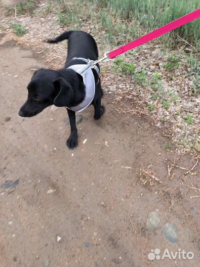 Пёс Майло в добрые руки