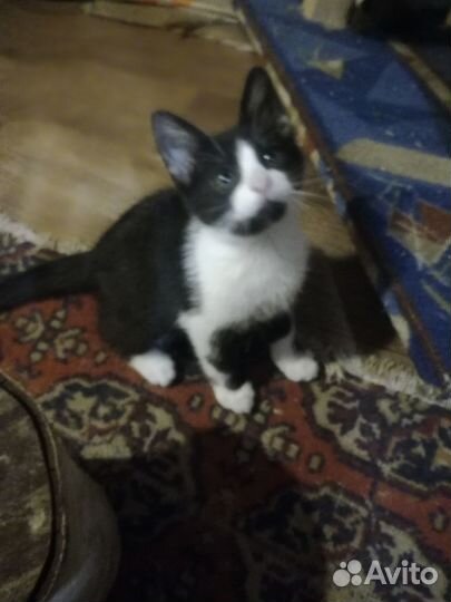 Котёнок девочка ищет дом