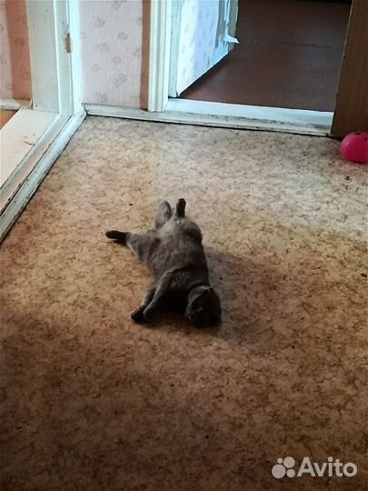 Отдам в добрые руки вислоухого котенка