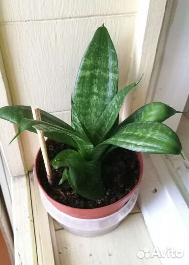 Сансевиерия (тещин язык)