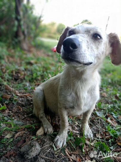 Собака, мини, бесплатно