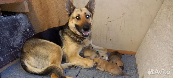Щенки немецкой овчарки бесплатно