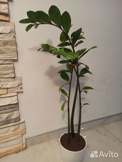 Замиокулькас