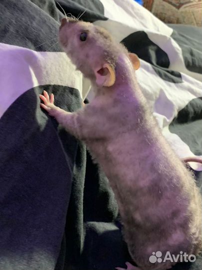 Крыса рекс/дамбо