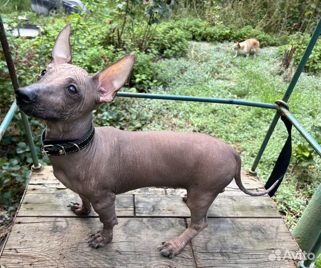 Мексиканская голая собака (Ксолоитцкуинтли)