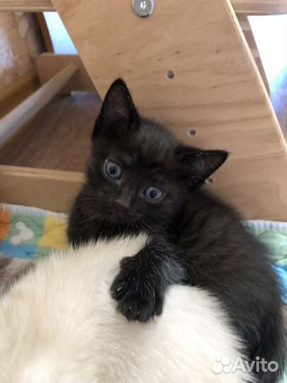 Отдам котят