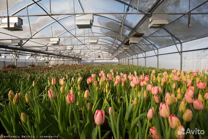 Инвестиции в тепличный комплекс. Высокий доход