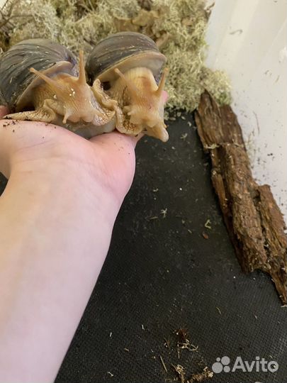 Ахатина иммакулята