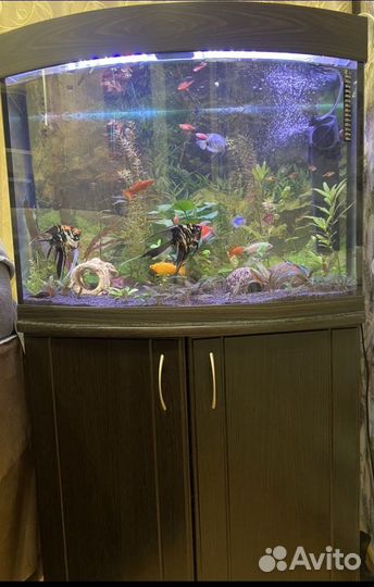 Аквариум 150л. с тумбой + рыбки