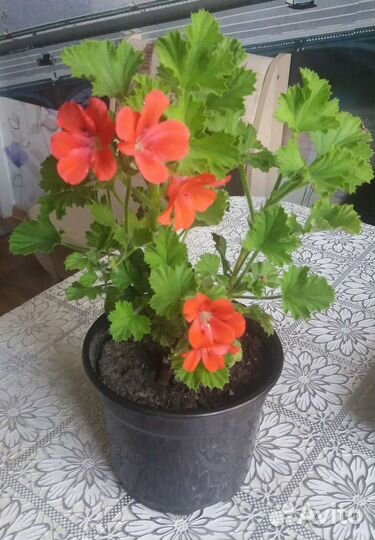 Пеларгония королевская