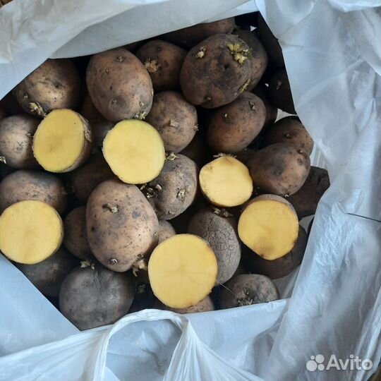 Картофель сорт Гала, семенной 10 л