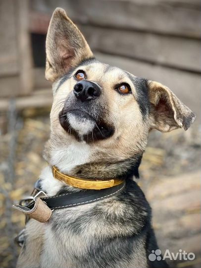 Собака бесплатно