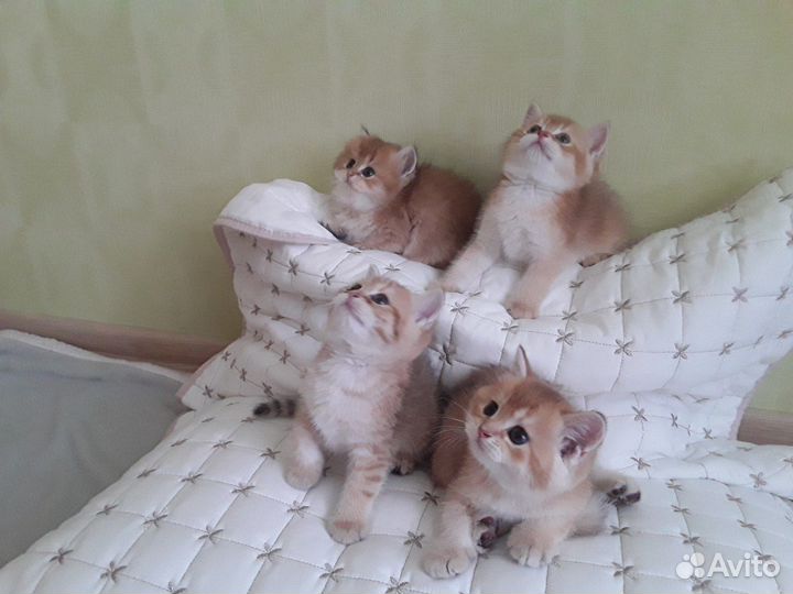 Британская золотая шиншилла