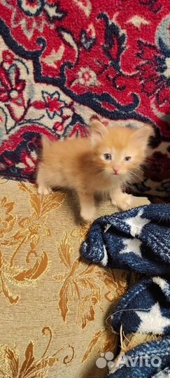 Котята в добрые руки приучены к лотку