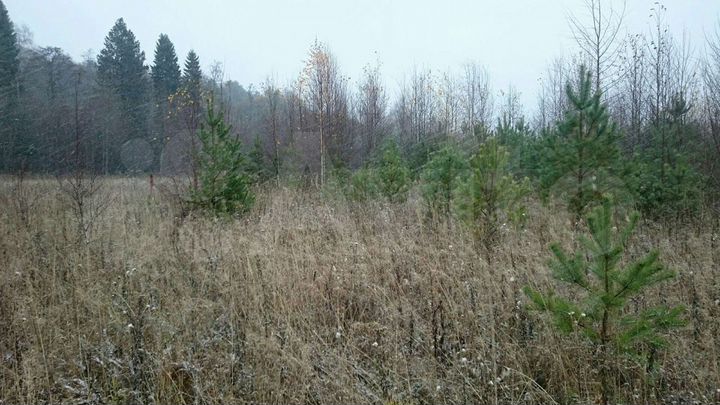 Участок 10 сот. (ИЖС)