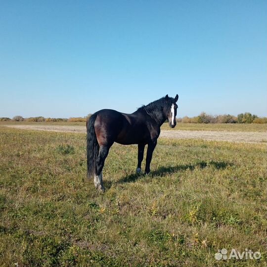 Продажа лошадей