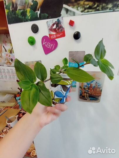 Традесканция зеленая