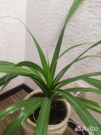 Комнатные / офисные цветы панданус пальма