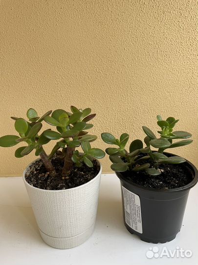 Крассула (толстянка) разные виды