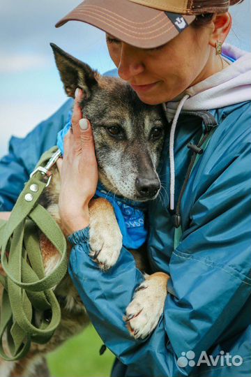 Небольшой пёсик в добрые руки
