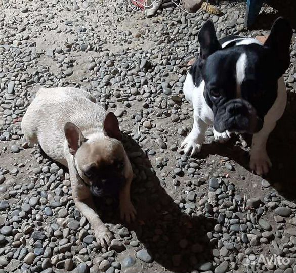 Французский бульдог щенки девочка