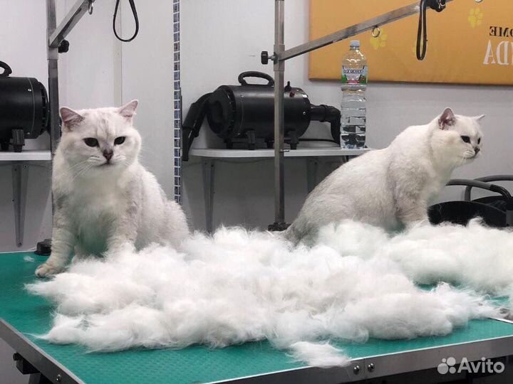 Кошки груминг - стрижки, вычес и экспресс линька