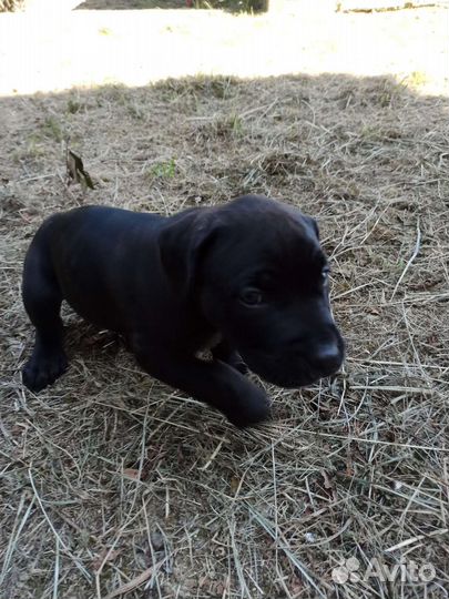 Щенки кане Корсо