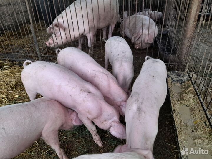 Поросята