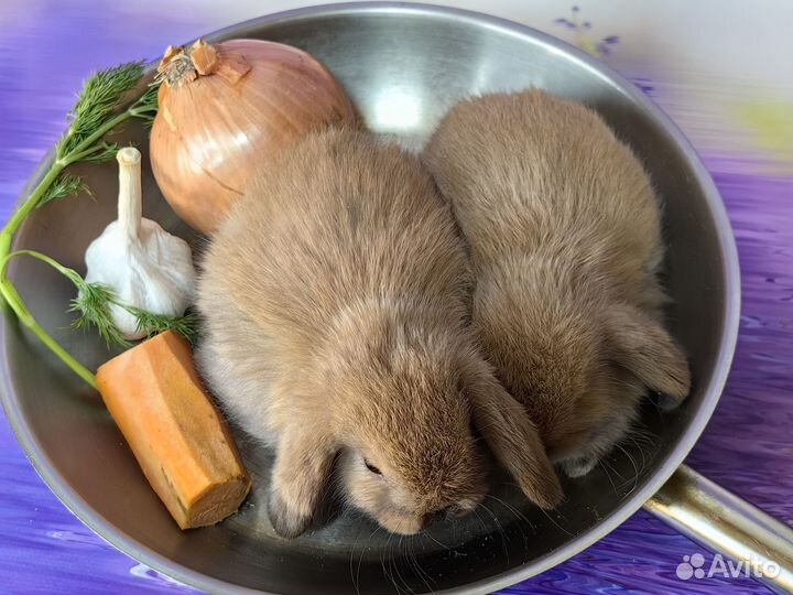 Декоративные, карликовые кролики минилоп, мини лоп